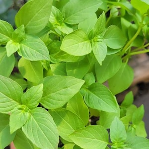 May include: A close-up of a bunch of green leafy herbs. The leaves are bright green and have a slightly pointed shape.