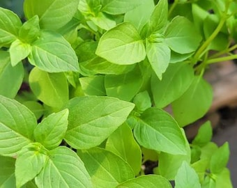 Lemon Basil, citrus basil, Mrs. Burn's lemon, herb, live plant. In a 4" pot, kitchen herb, healthy plant, garden gift, gift ideas for sale