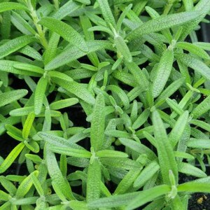 May include: Close-up of a tray of green rosemary plant seedlings. The seedlings are densely packed together and have a vibrant green color.