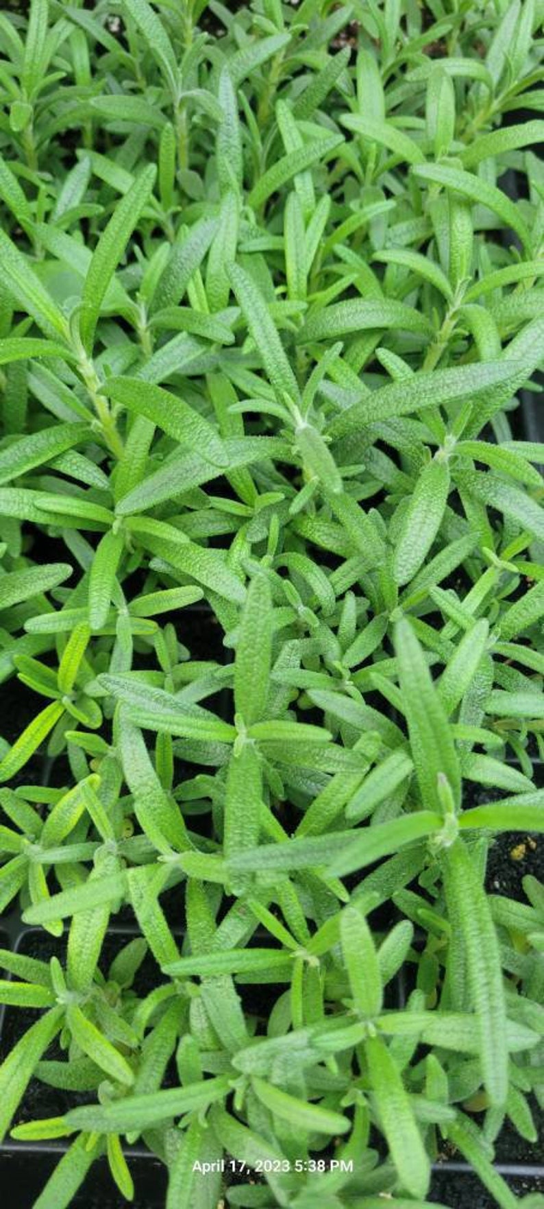 May include: Close-up of a tray of green rosemary plant seedlings. The seedlings are densely packed together and have a vibrant green color.