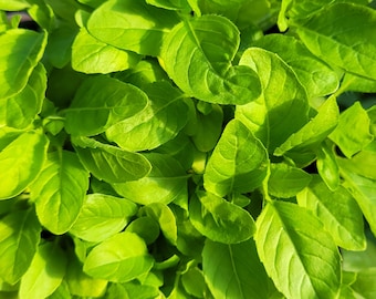 Holy Basil, Tulsi, herb in 4&quot; pot