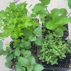 May include: Four small pots of herbs, including parsley, mint, and thyme. The pots are arranged in a row on a gray concrete surface.
