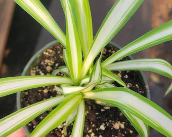 Spider plant, variegated ,House plant, gift plant