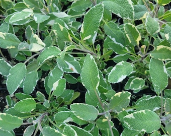 Salvia tricolor, planta herbácea perenne de jardín.