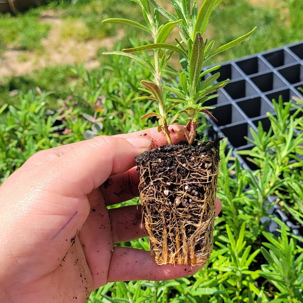 Rosemary well rooted plugs, healthy plants, aromatic herbs, kitchen herbs, starter plants