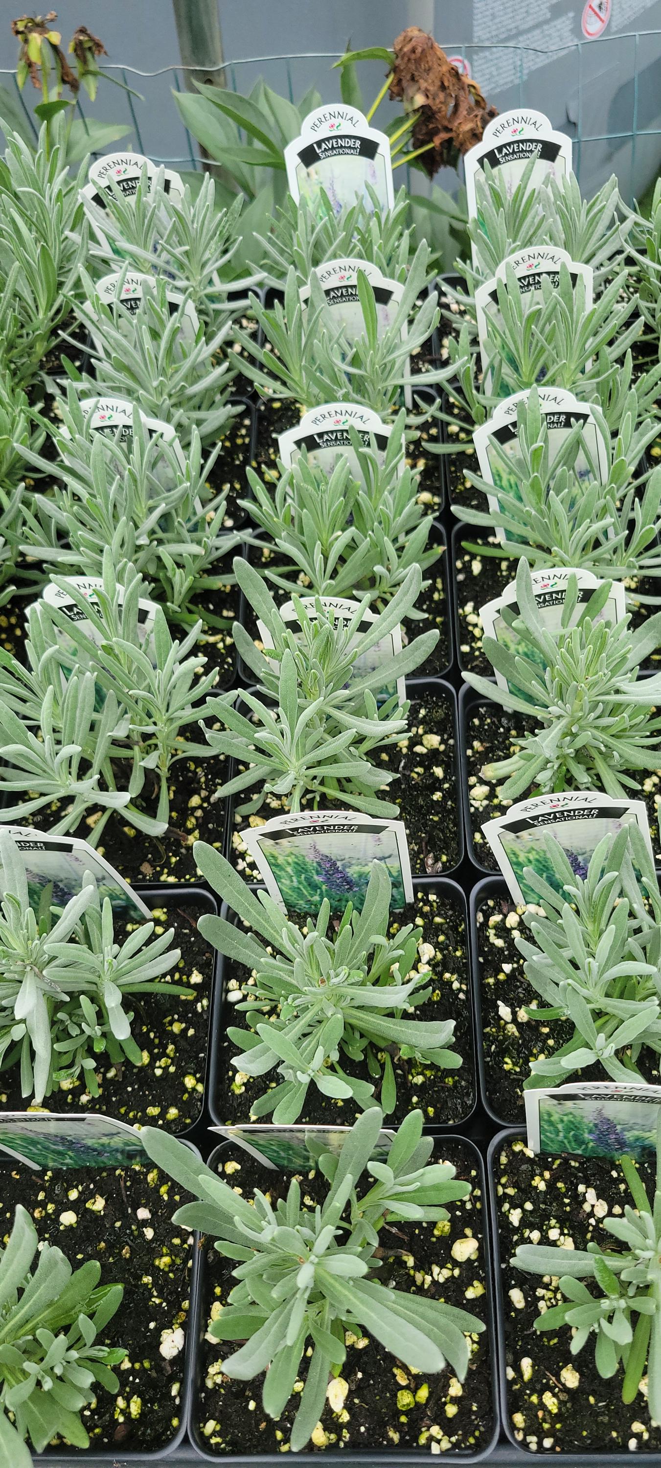 Sensational Lavender, Lavandula X Intermedia, Perennial, Healthy