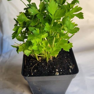 May include: A potted plant with lush green parsley leaves growing in a black plastic pot. The plant is sitting on a white surface.