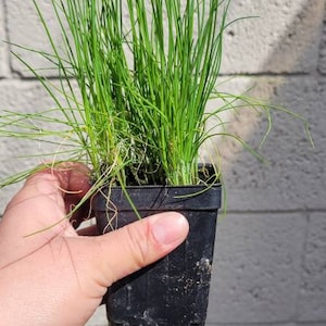 May include: A close-up of a small black pot filled with green chives. The pot is being held by a hand.