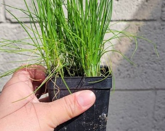 Cebollino en maceta de 7,5 cm, hierba de cocina, perenne, planta viva, hierba de jardín. Ideas para regalos, plantas sanas a la venta.
