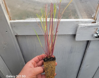 4 Lemon Grass starter plants