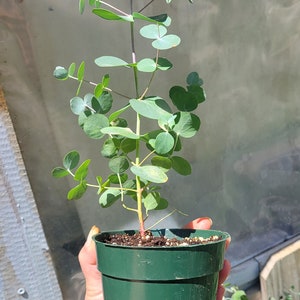 May include: A small green pot with a young eucalyptus plant growing inside. The plant has many small, round, green leaves.