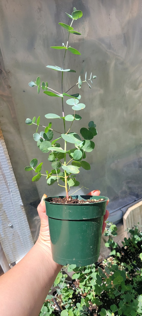 Eucalyptus Silver Dollar/ Cinerea, Live Tree in a 4.5" Pot, Aroma Therapy,  Relaxation - Etsy