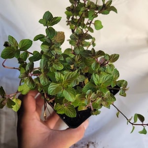 May include: A potted plant with green and purple leaves. The plant is in a black plastic pot and is being held by a hand.