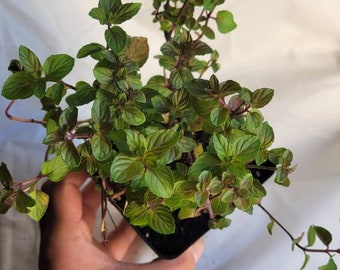 Chocolate Mint, herb,  live plant, in a 4&quot; pot