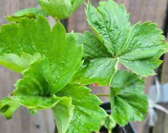 Everbearing strawberry plants, healthy well-rooted plants 2 yrs old plants, 3&quot; pot