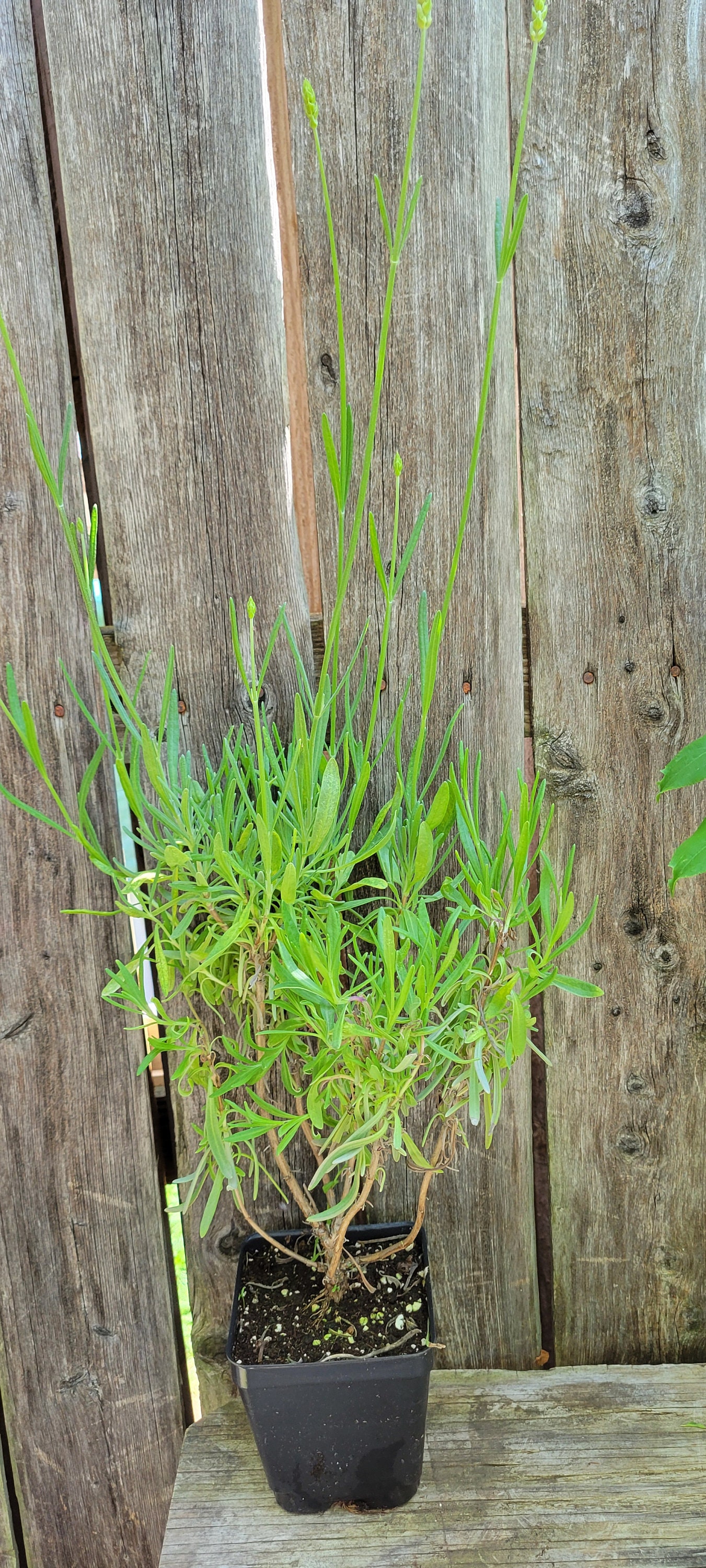 Lavendula x Intermedia Grosso live herb plant, spa, aromatherapy, garden gifts