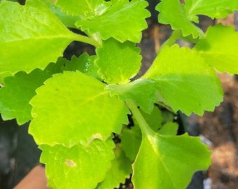 Oregano Orejon "Coleus Amboinicus" herb , live plant in a 4" pot