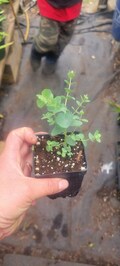 Eucalyptus baby blue, live plant/ pulverulenta, aromatic plants, healthy plants very well stablished plants. Spa plants.