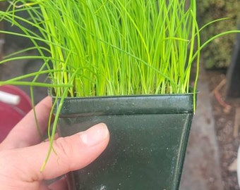 Chives herb, live plant in a 4" pot