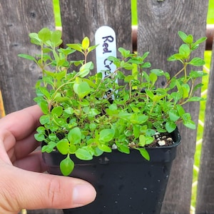 May include: A small, black plastic pot filled with vibrant green Red Creeping Thyme plants. The thyme has small, rounded leaves and is labeled with a white tag. The pot is held against a weathered wooden fence.