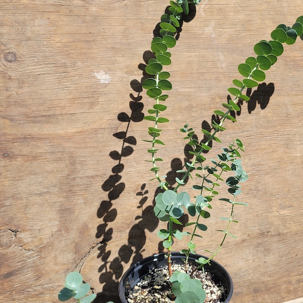 Live Eucalyptus Plant Etsy