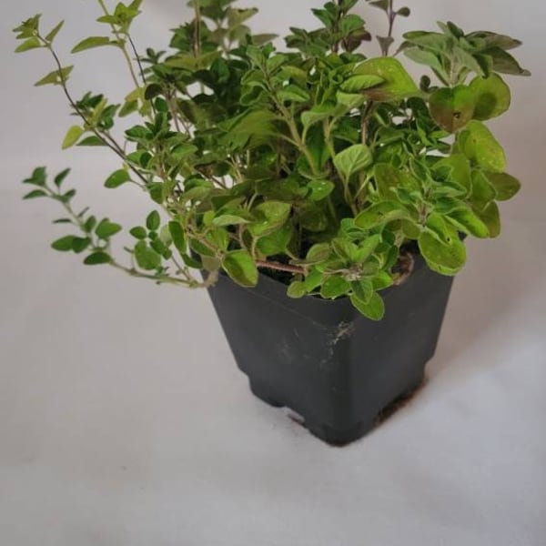 Oregano Plant Etsy