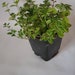 see more listings in the Kitchen herbs section