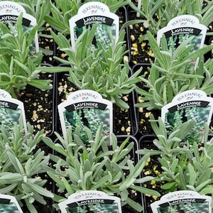 May include: Rows of lavender plants in small black pots, each with a white label that reads "Perennial Lavender Exceptional". The plants have silvery-green foliage and are ready for planting in a garden.