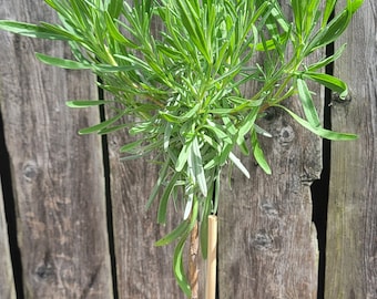 Lavender topiary, healthy plants, aromatic