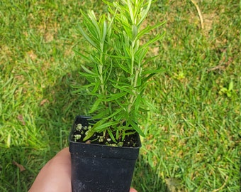 Rosemary, herb, Live Plant, kitchen herbs, culinary plant, helthy plants for sale