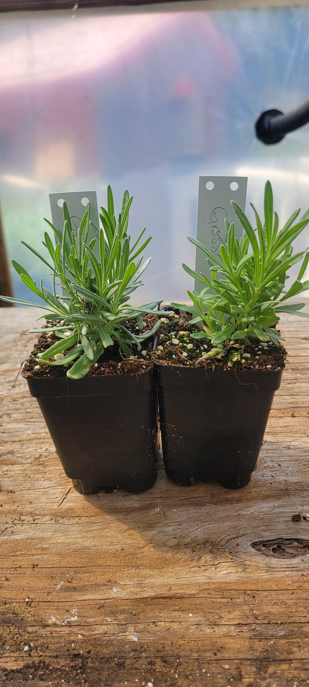 Lavandula int. 'Grosso' P9, LEV