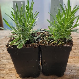 Puede incluir: Dos macetas peque&ntilde;as negras con plantas de lavanda verdes. Las plantas tienen etiquetas blancas con la palabra "hierba" escrita en ellas.