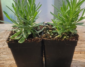 2 Lavander Grosso, 3&quot; pot. lavandula x intermedia, spa plants, aromatic plants, healthy well rooted.