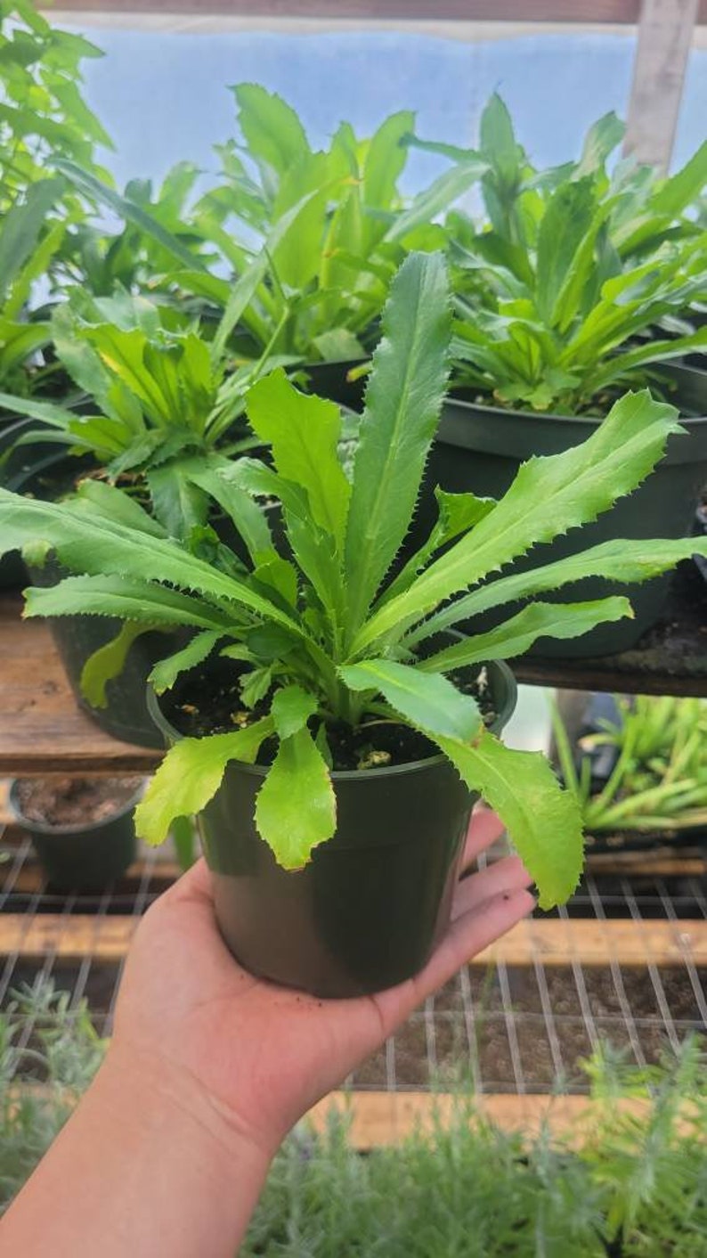 Recao Culantro Mexican Coriander Ngo Gai Herb Live Plant Etsy