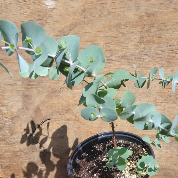 Live Eucalyptus Plant Etsy