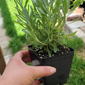 Lavender Phenomenal live plant, healthy plants, gift ideas, garden gifts, aromatherapy, perennial,