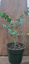 Eucalyptus baby blue, live plant. In a 4.5" pot