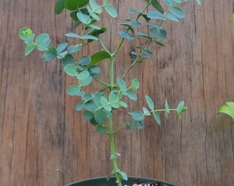 Eucalyptus baby blue, live plant. In a 4.5&quot; pot
