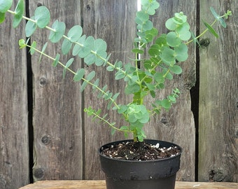 Eucalyptus Babyblue tree pulverulenta, in a 4.5&quot; pot