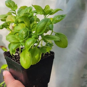 May include: A small potted plant with green leaves. The plant is in a black plastic pot and is being held by a hand.