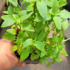 May include: A potted plant with lush green leaves. The plant is in a black plastic pot with a white label.