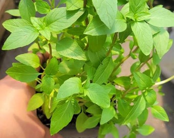 Thai Basil, herb, live plant. In a 4" pot