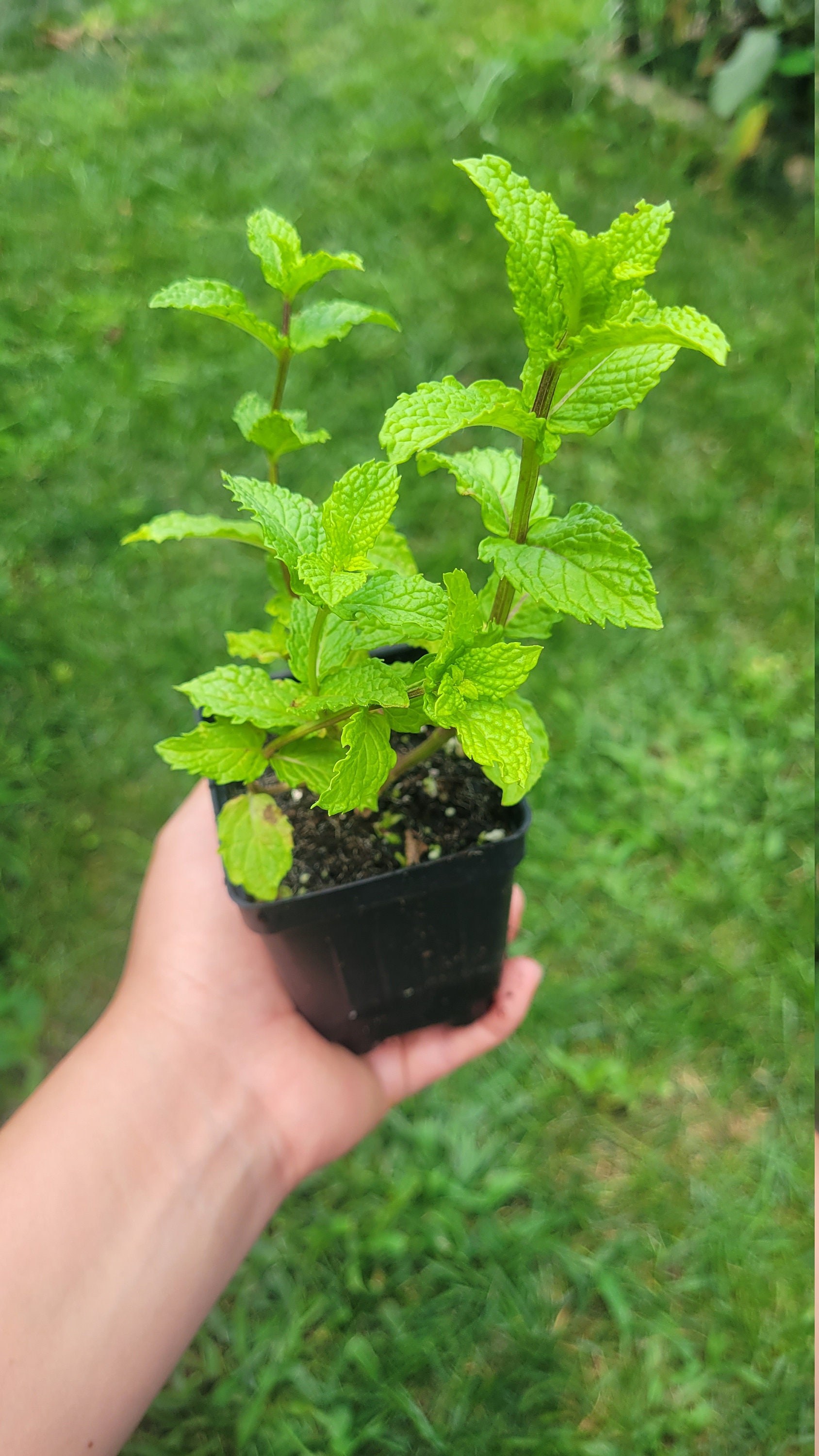 Mojito Mint Live Plant, kitchen herb, aromatic plant, garden gift, gift ideas, healthy plants for sale