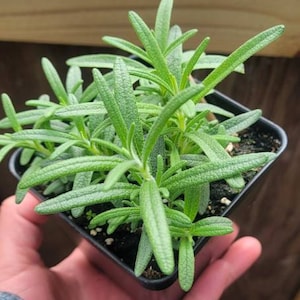 May include: A small potted rosemary plant with green leaves. The plant is in a black plastic pot and is being held by a hand.