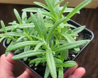 Rosemary herb, live plant. Aromatic herbs, kitchen herbs, garden gifts, gift ideas. Homegrown herbs, natural herbs.