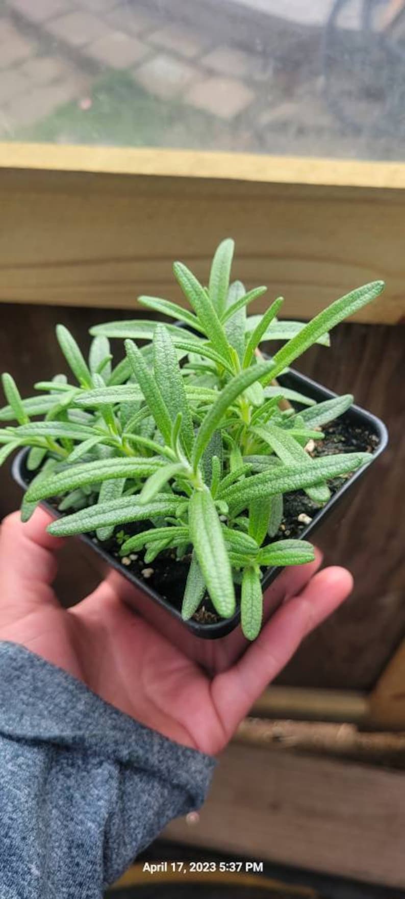 May include: A small potted rosemary plant with green leaves. The plant is in a black plastic pot and is being held by a hand.
