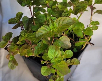Orange Mint, herb, live plant in a 4&quot; pot