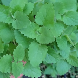 May include: Close-up of a bunch of green leaves with a serrated edge. The leaves are arranged in a cluster and have a slightly fuzzy texture.