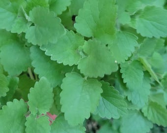 Catnip herb live plant, 4" pot. full healthy plants. garden gifts
