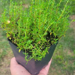 May include: A close-up of a potted thyme plant with green leaves. The plant is in a black plastic pot and is being held by a hand.